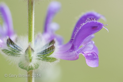 Salvia lanigera