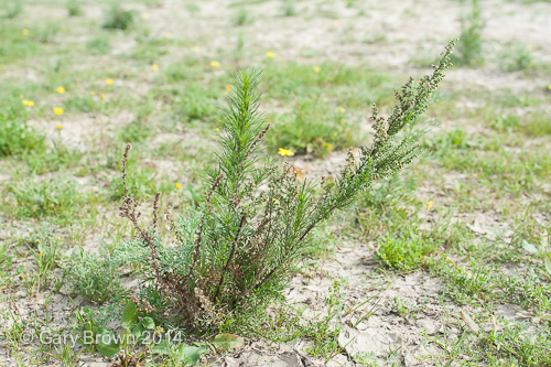 Artemisia scoparia
