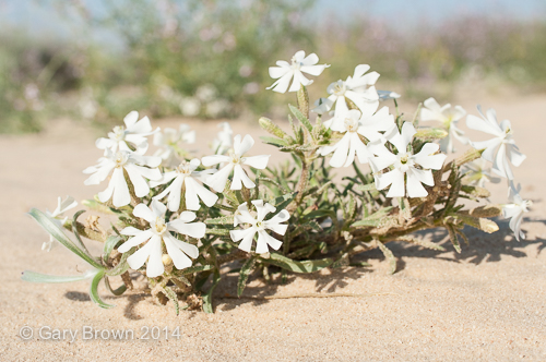 Silene villosa