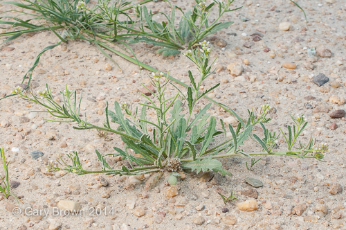 Neotorularia torulosa