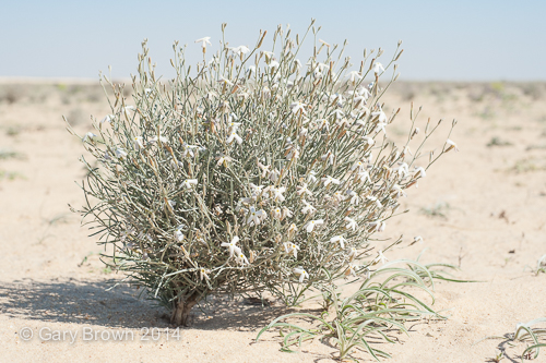 Farsetia aegyptia