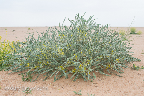 Astragalus sieberi