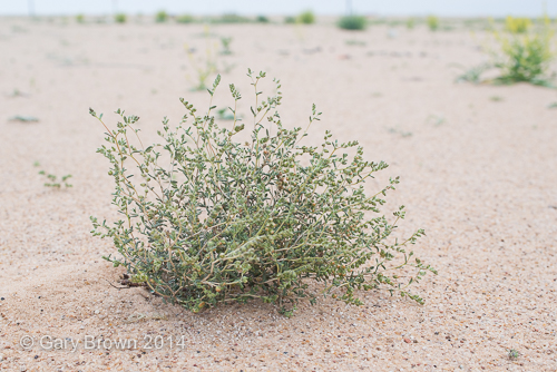Helianthemum lippii