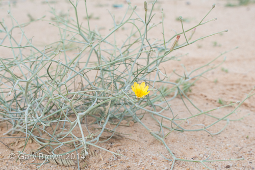 Scorzonera tortuosissima