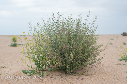 Scrophularia deserti