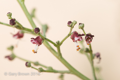 Scrophularia deserti