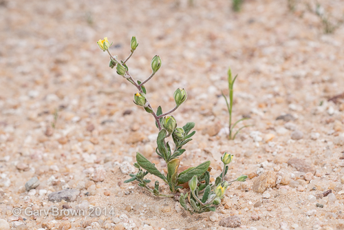 Helianthemum salicifolium