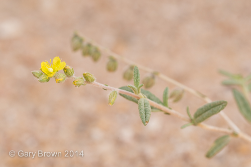 Helianthemum lippii