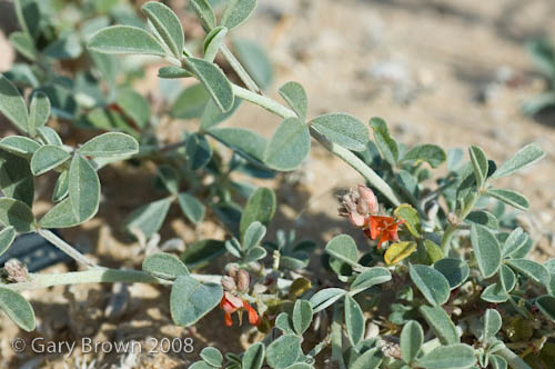   Indigofera arabica