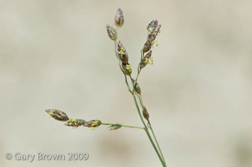 Coelachyrum piercii