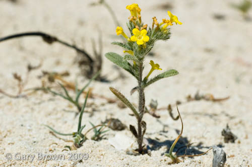 Arnebia hispidissima