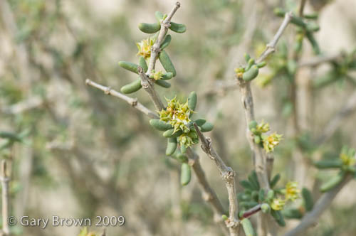 Sphaerocoma aucheri