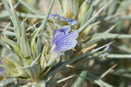 Blepharis ciliaris