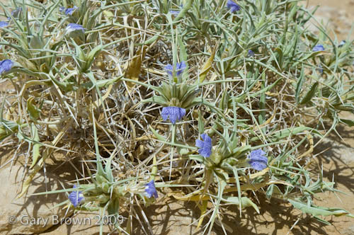 Blepharis ciliaris