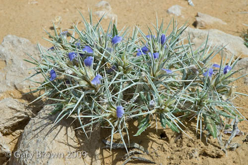 Blepharis ciliaris