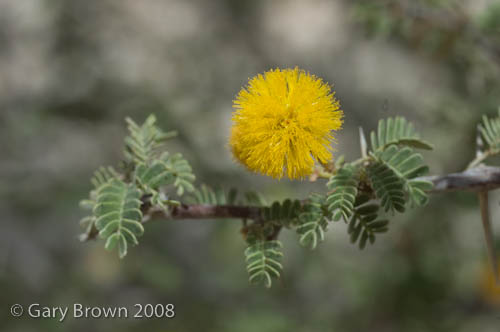 Acacia ehrenbergiana