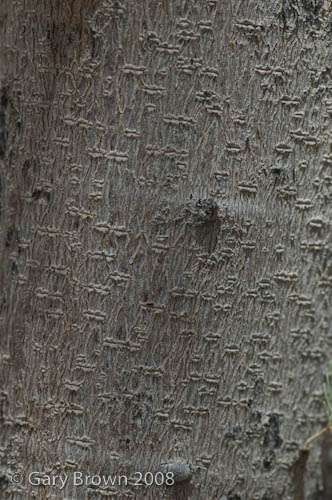 Acacia ehrenbergiana
