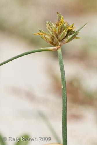Cyperus arenarius