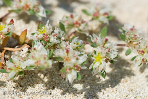 Paronychia arabica