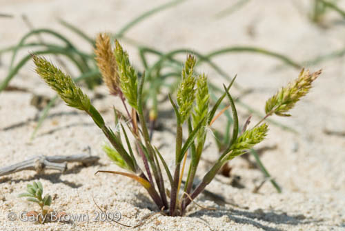 Rostraria pumila