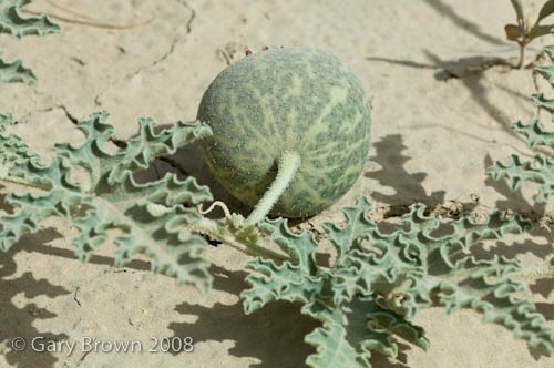 Citrullus colocynthis