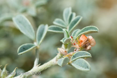 Indigofera arabica