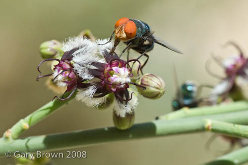 Periploca aphylla