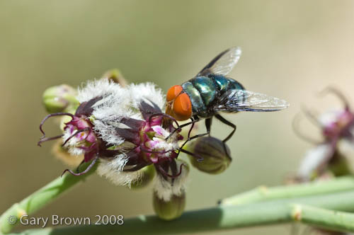 Periploca aphylla