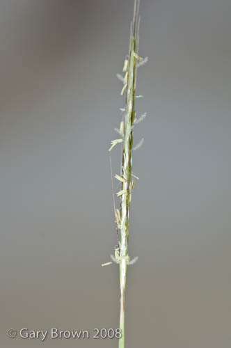 Dichanthium foveolatum