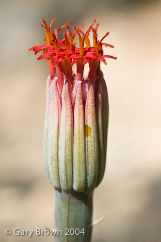Kleinia saginata