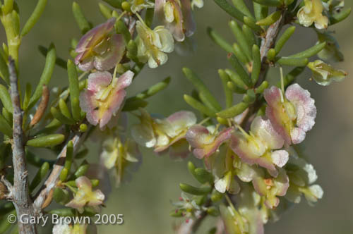Pteropyrum scoparium
