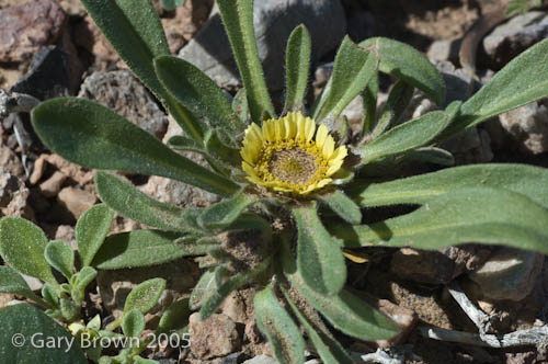 Asteriscus hierochunticus