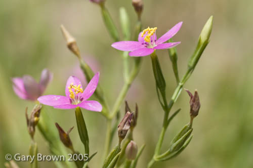 Centaurium pulchellum