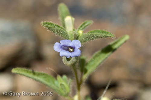 Anticharis glandulosa