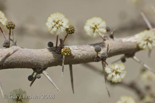 Acacia tortilis