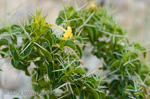 Barleria samhanensis