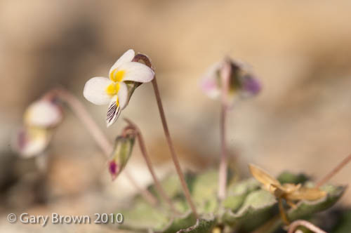 Viola cinerea