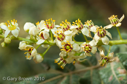 Boswellia sacra