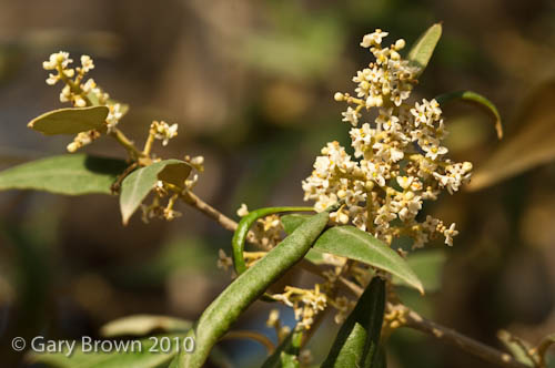 Olea europaea
