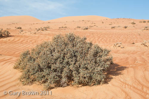 Euphorbia riebeckii