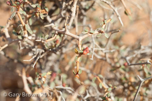 Euphorbia riebeckii