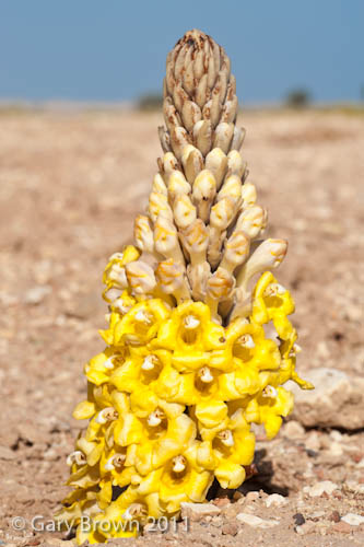 Cistanche tubulosa