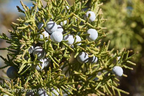Juniperus excelsa