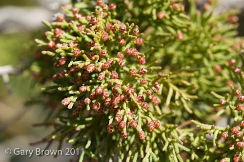 Juniperus excelsa
