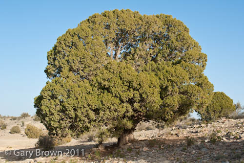 Juniperus excelsa