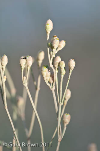 Ephedra foliata