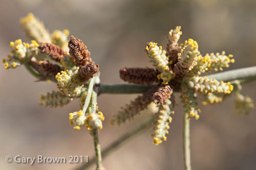 Ephedra foliata