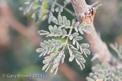 Acacia senegal