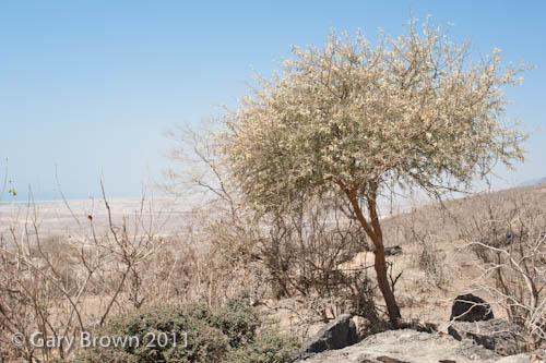 Acacia senegal