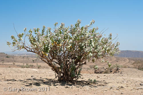 Calotropis procera